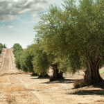 FINCA DE OLIVOS (Chauchina)
